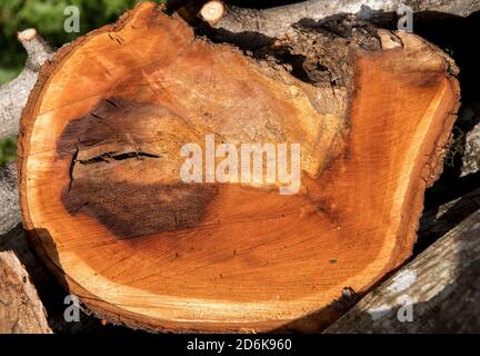 Gesägtes Log von Avocado (Persea americana) Baum. Frisch gesägtes Holz. Routinemäßiger Schnitt von Avocadobäumen in kommerziellem Obstgarten, Queensland, Australien. Stockfoto