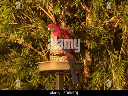 Purpurrote rosella, platycercus elegans, auf dem Vogeltisch sitzen, auf dem Samenblock füttern. Australischer Papagei im Privatgarten, Queensland, Australien. Stockfoto