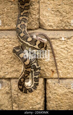 Ein Teppich-Python (Morelia spilota), der seine Beute verschluckt - ein Grasland-Melomys (Nager) in einem privaten Garten in Queensland, Australien. Stockfoto