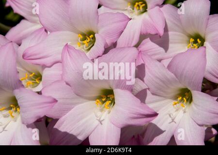 Rosa und weiße Regenlilienblüten (Zphyranthes grandiflora). Die Blumenzwiebeln blühen innerhalb von Stunden nach Niederschlägen im Sommer. Privater australischer Garten. Stockfoto