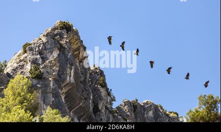 Sequenz, die den Flug eines Geiers zeigt, der abbricht Ein Rocky Promontory Stockfoto