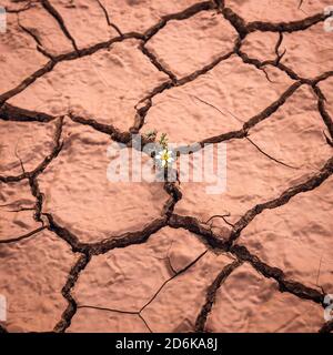 Blume wächst auf trockener rissiger Erde Stockfoto