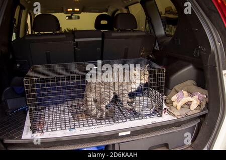 Illegale Wildkatze, die in einer humanen Käfigfalle im australischen Buschland gefangen wird. Eine von 23 Millionen. Gefahr für die einheimische Tierwelt. Bereit zum Entfernen. Stockfoto