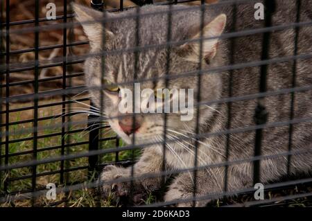 Illegale Wildkatze, die in einer humanen Käfigfalle im australischen Buschland gefangen wird. Eine von 23 Millionen. Gefahr für die einheimische Tierwelt. Bereit zum Entfernen. Stockfoto