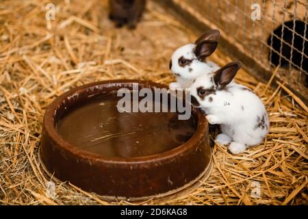 Zwei weiße Kaninchen Trinkwasser aus gebackener Tonscheibe. Selektiver Fokus auf das Kaninchen. Stockfoto