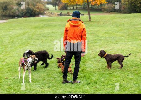 Northampton, Großbritannien, 18. Oktober 2020. Menschen und Hunde in Abington Park an einem kühlen Sonntagmorgen zum Vergnügen Angeln und andere zu Fuß ihre Hunde an einem herbstlichen Morgen. Kredit: Keith J Smith./Alamy Live Nachrichten Stockfoto