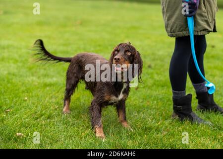 Northampton, Großbritannien, 18. Oktober 2020. Menschen und Hunde in Abington Park an einem kühlen Sonntagmorgen zum Vergnügen Angeln und andere zu Fuß ihre Hunde an einem herbstlichen Morgen. Kredit: Keith J Smith./Alamy Live Nachrichten Stockfoto