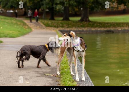 Northampton, Großbritannien, 18. Oktober 2020. Menschen und Hunde in Abington Park an einem kühlen Sonntagmorgen zum Vergnügen Angeln und andere zu Fuß ihre Hunde an einem herbstlichen Morgen. Kredit: Keith J Smith./Alamy Live Nachrichten Stockfoto