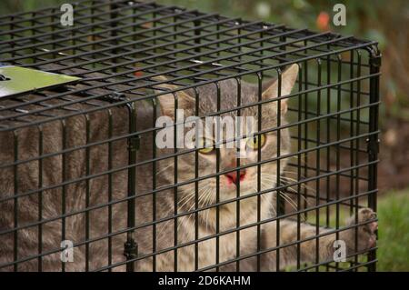 Illegale Wildkatze, die in einer humanen Käfigfalle im australischen Buschland gefangen wird. Eine von 23 Millionen. Gefahr für die einheimische Tierwelt. Bereit zum Entfernen. Stockfoto