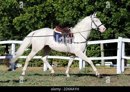 Sportpferd galoppieren unter dem Sattel ohne Reiter im Springreiten Veranstaltung im Sommer im ländlichen Reitzentrum Stockfoto