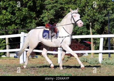 Sportpferd galoppieren unter dem Sattel ohne Reiter im Springreiten Veranstaltung im Sommer im ländlichen Reitzentrum Stockfoto