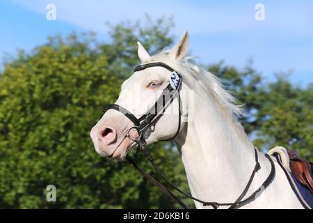 Sportpferd galoppieren unter dem Sattel ohne Reiter im Springreiten Veranstaltung im Sommer im ländlichen Reitzentrum Stockfoto