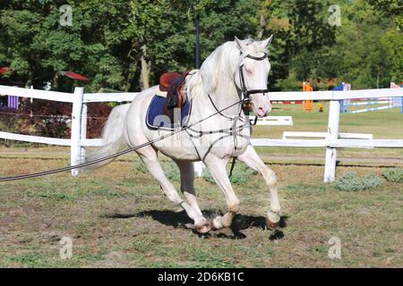 Sportpferd galoppieren unter dem Sattel ohne Reiter im Springreiten Veranstaltung im Sommer im ländlichen Reitzentrum Stockfoto