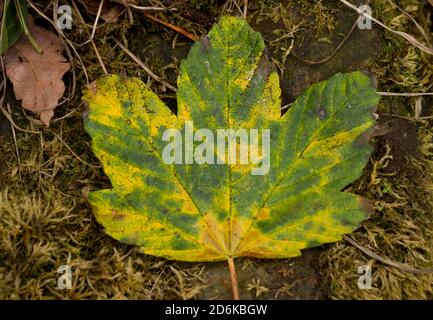 Die Farben des Herbstes in einem Sycamore Blatt. Laubbäume werfen ihre Blätter als Winter nähert sich in dem Prozess als Seneszenz bekannt Stockfoto