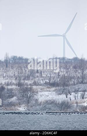 Ein Schwarm eurasischer Russ (Fulica atra) Ruhe auf einem eisfreien Wintersee mit einem Wind Windenergieanlage im Hintergrund Stockfoto