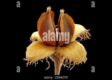 Fagus sylvatica, Buche, Rotbuche, Nahaufnahme, Kuppel mit Nüssen Stockfoto