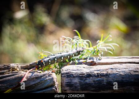 Raupenwurm im Gras - Euphorbia Stockfoto