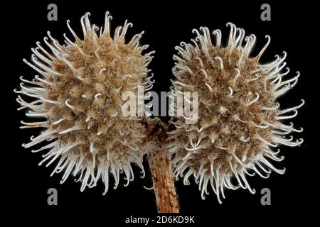 Galium aparine, Cleavers, Kletten-Labkraut, Nahaufnahme, Früchte, Durchmesser 3-4 mm Stockfoto