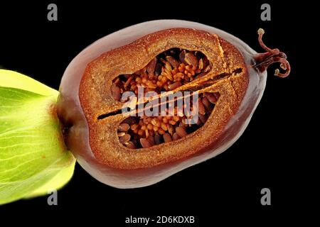 Hypericum androsaemum, tutsan, Blut-Johanniskraut, Nahaufnahme, Frucht mit Samen innen, Samen 0.8-1.3 mm lang Stockfoto