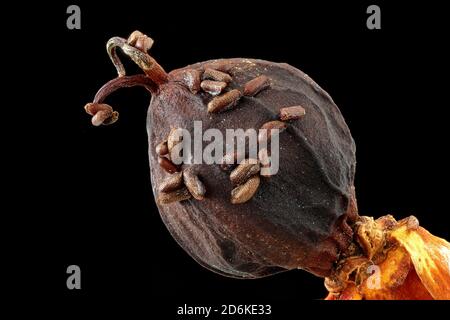 Hypericum androsaemum, tutsan, Blut-Johanniskraut, Nahaufnahme, Frucht mit Samen, Samen 0.8-1.3 mm lang Stockfoto