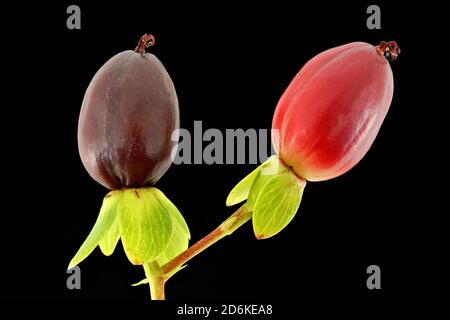 Hypericum androsaemum, tutsan, Blut-Johanniskraut, Nahaufnahme, Früchte Stockfoto