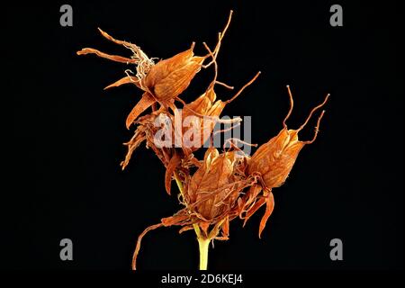 Hypericum perforatum, Johanniskraut, Echtes Johanniskraut, Nahaufnahme, Früchte Stockfoto