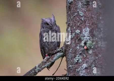 Vogel, Vogel, Eule, Zwergohreule, Eurasische Scheule Eule, Otus Scheule, Fleischfresser, Jäger, Raubtier, Fauna, Stockfoto