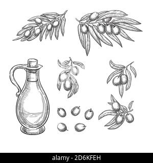 Oliven Zweige und Olivenöl Skizze Vektor-Illustration. Handgezeichnete isolierte Designelemente. Stock Vektor