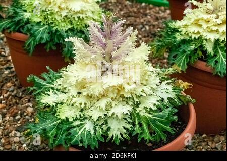 Kale 'Coral Prince' ein ornamentales, weiß blühendes brassica oleracea-Gemüse Kohl Stock Foto Bild Stockfoto