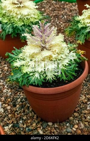 Kale 'Coral Prince' ein ornamentales, weiß blühendes brassica oleracea-Gemüse Kohl Stock Foto Bild Stockfoto