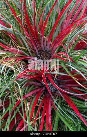 Fascicularia bicolor eine sommerliche rote und grüne Blume, die ist Eine krautige immergrüne mehrjährige Pflanze, die allgemein als Karmesin bromeliad bekannt ist Stock Foto im Stockfoto