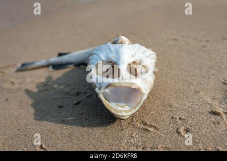 Gruseliger Totenschädel eines toten Fisches, wahrscheinlich eines Leng, am Strand der deutschen Insel Rügen Stockfoto