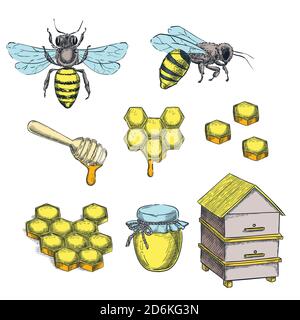 Darstellung des Skizzenvektors für Honig und Biene. Von Hand gezeichnete isolierte Designelemente aus Wabenholz, Topf und Bienenstock Stock Vektor