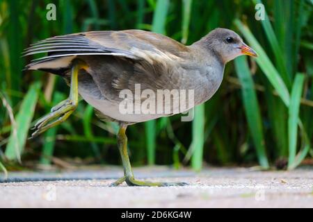 Jungtier-Moorhuhn, Gallinula chloropus in der Seitenansicht auf einem Bein stehend und seine Flügel vor grünen Gräsern ausbreitend Stockfoto