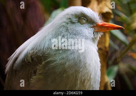 Nahaufnahme eines schläfrigen kagu, rhynochetos jubatus mit geschlossenen Augen in der Seitenansicht Stockfoto