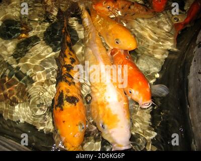 Schöne goldene Fische plätschern im Wasser große Karpfen in Ein Flussaquarium auf der Suche nach Nahrung in den Felsen Stockfoto