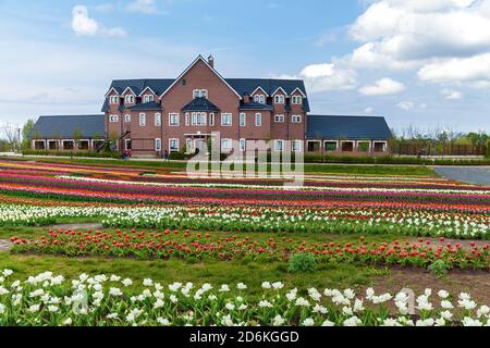 Frühlingsgarten mit bunten Tulpen auf einem Blumenbeet in der Stadt. Bunte Tulpen in einem Blumenbett. Schöne Frühlingsbüschel im Garten. Betten mit Tulpen Stockfoto