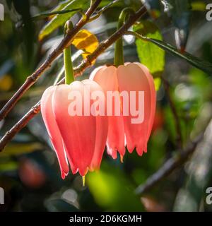 Crinodendron hookerianum Chili Laterne Tree Stockfoto