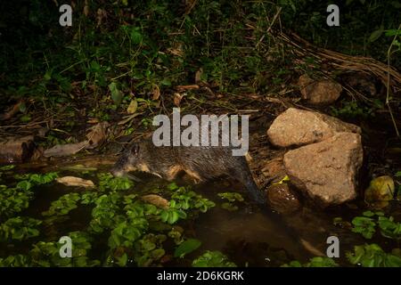 Rakali (Hydromys chrysogaster) fotografiert bei Nacht mit Remote-Kamera am Vorortteich in Brisbane, Queensland, Australien Stockfoto