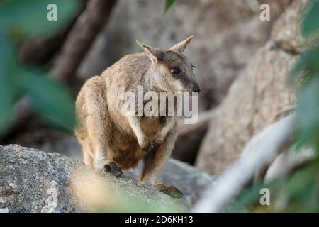 Allied Rock Wallaby (Petrogale assimilis) in Geoffrey Bay, Queensland, Australien, auf Magnetic Island Stockfoto
