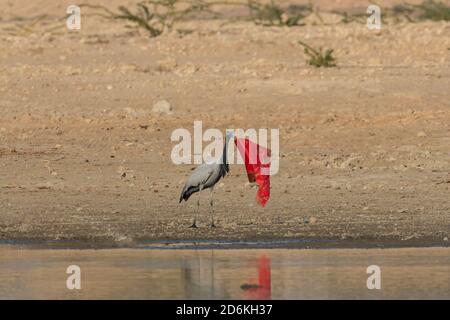 Ein Stück rotes Tuch, das achtlos in der Nähe eines Sees geworfen wird Wurde von einem Demoiselle Kran abgeholt und geworfen In Jodhpur Rajasthan Indien am 8. Januar 2019 Stockfoto