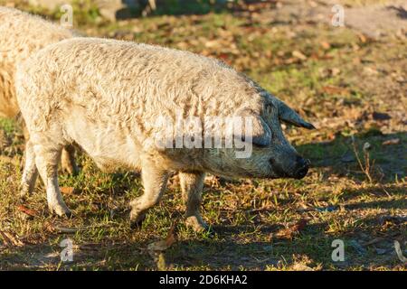 Öko-Bauernhof mit lockigen Schweinen, Rasse von Schweinen Duroc. Großer Produzent von haarigen Schweinen. Konzept für den Anbau von Bio-Lebensmitteln Stockfoto