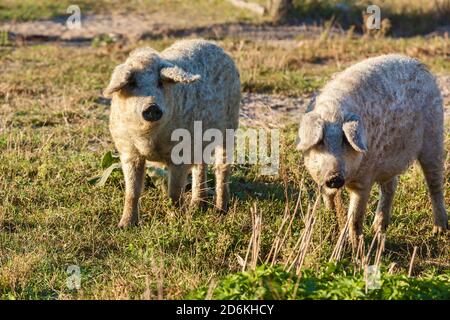 Öko-Bauernhof mit lockigen Schweinen, Rasse von Schweinen Duroc. Großer Produzent von haarigen Schweinen. Konzept für den Anbau von Bio-Lebensmitteln Stockfoto