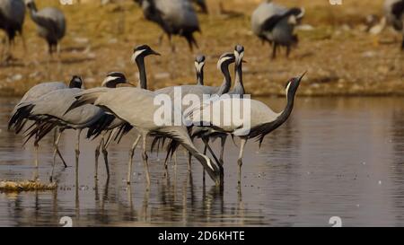 Ein Schwarm demoiselle Kraniche Trinkwasser in einem See In der Nähe von Jodhpur IN Rajasthan Indien Stockfoto