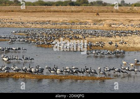 Große Scharen von demoiselle Kraniche auch als Grus virgo bekannt Auf ihren Wanderwegen in Jodhpur Rajasthan Indien am 22 Januar 2018 Stockfoto