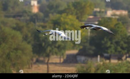 Große Scharen von demoiselle Kraniche auch als Grus virgo bekannt Fliegen und Migration für die Winter in Rajasthan Indien Stockfoto