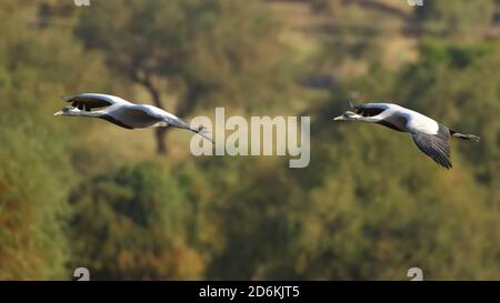 Große Scharen von demoiselle Kraniche auch als Grus virgo bekannt Fliegen und Migration für die Winter in Rajasthan Indien Stockfoto