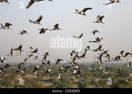 Große Scharen von demoiselle Kraniche auch als Grus virgo bekannt Fliegen und Migration für die Winter in Rajasthan Indien Stockfoto