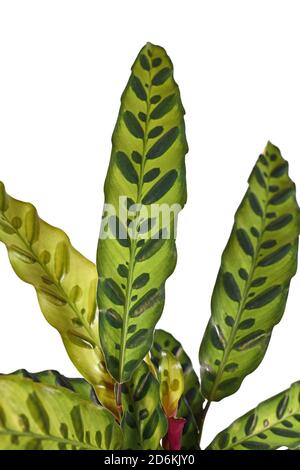 Nahaufnahme des Blattes der tropischen 'Calathea lancifolia' Zimmerpflanze, auch 'Rattlesnake Plant' genannt, mit exotischem Punktmuster isoliert auf weißem Hintergrund Stockfoto