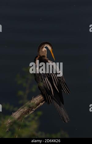 Orientalischer Darter auch als indischer Darter auf einem Baum sitzend Ast und berührt seine Federn mit seinem Schnabel bei Bharatpur Vogelschutzgebiet in Indien Stockfoto